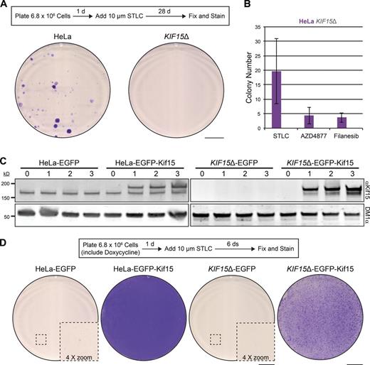 Figure 6. Kif15 is essential for K5I-resistance in HeLa cells. (A) STLC-resistant colonies emerge from HeLa cell populations, but not from KIF15Δ cell populations. Schematic of experimental design (top). Images of 10-cm dishes seeded with HeLa or KIF15Δ cells, treated with STLC for 28 d, and stained with crystal violet (bottom). Bar, 2 cm. See also Fig. S5. (B) Quantitation of A, with the addition of AZD4877 and Filanesib. Values represent the mean number of colonies detected in 10-cm plates seeded with HeLa (purple) or KIF15Δ (gray) cells and treated with STLC, AZD4877, or Filanesib as indicated for 28 d. Note that no colonies were detected from KIF15Δ cell populations under any scenario. Error bars, ± SEM; n = 3. (C) EGFP-Kif15 levels in transgenic cell lines are under control of doxycycline induction. Western blot of WCLs prepared from indicated cell types probed with antibodies targeting Kif15 (αKif15) and tubulin (DM1α). Numbers indicate days of induction with doxycycline. Note that the lower Kif15 species represents endogenous protein and the higher represents exogenous EGFP-Kif15. (D) EGFP-Kif15 expression rescues K5I resistance in the KIF15Δ cell line. Schematic of experimental design (top). Images of 10-cm dishes seeded with the indicated cell type, induced with doxycycline for 1 d, treated with STLC for 6 d, and stained with crystal violet (bottom). Insets (stippled boxes) are enlarged to show the presence of cell clusters in the HeLa-EGFP line and lack thereof in the KIF15Δ cell line. Bars: 2 cm; (inset) 0.5 cm.