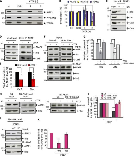 Figure 3. PINK1 induces PKA displacement from AKAP1. (A and B) Effect of depolarization on AKAP1, PKA catalytic subunit β< and TOM20 protein levels in mitochondria isolated from HeLa cells. (C) AKAP1 IP from untreated HeLa cells and RIα, RIIα, Catβ, Catα, or RIIβ immunoblots. (D and E) AKAP1 CoIP with the PKA subunits RIIα and Catβ in HeLa cells ± 1-h CCCP treatment. RIIα/Catβ abundance corrected for AKAP1 levels and normalized to 100% in untreated samples. (F and G) CoIP between AKAP1 and RIIα/Catβ ± 1-h CCCP in control and pink1-silenced SH-SY5Y cells. RIIα/Catβ levels were corrected for AKAP1 and normalized to untreated samples. (H and I) AKAP1-RIIα CoIP in control (C1), PD-PINK1 null, and PD-PINK1 KD (Fig. S3 Y) fibroblasts after 2-h CCCP treatment. RIIα levels were adjusted for AKAP1 and normalized to untreated samples. (J and K) AKAP1-RIIα CoIP from 2-h CCCP-treated PD-PINK1 null fibroblasts after no transfection or WT or KD (K219M) PINK1 transfection (72 h). RIIα levels are adjusted for AKAP1 and normalized to non-transfected samples. PINK1 expression levels are shown in Fig. S3 O. All experiments were repeated at least three times, and error bars show SDM. **, P < 0.01; ***, P < 0.001.