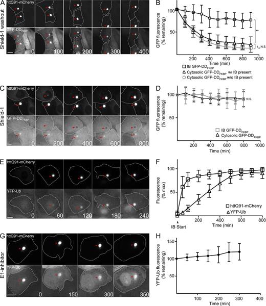 Figure 3. Misfolded GFP-DDFKBP and Ub conjugates are stable at IBs. (A) Misfolded GFP-DDFKBP is stable at IBs. U2-DDFKQ91 cells were treated with 1 µg/ml dox and 1 µM shield-1 for 48 h and imaged by time-lapse microscopy after washout of shield-1. (B) Quantification of mean GFP-DDFKBP fluorescence at IBs in the cytosol/nucleus of cells with IBs present and in the cytosol/nucleus of cells without IBs in cells (n > 10) imaged in A. (C) Misfolded GFP-DDFKBP is sequestered at IBs. U2-DDFKQ91 cells were treated with 1 µg/ml dox for 48 h. Cells were subsequently imaged by time-lapse microscopy after addition of 1 µM shield-1 and 25 µM emetine to prevent accumulation of cytosolic and nuclear GFP-DDFKBP fluorescence (for addition of emetine only; Fig. S3 A). Arrowheads indicate IBs that formed after addition of shield-1, and arrows indicate IBs that were present before addition of shield-1. (D) Quantification of mean GFP-DDFKBP fluorescence at IBs and in the cytosol/nucleus in cells (n > 10) imaged in C. (E) YFP-Ub accumulates at IBs. U2-Ub-Q91 cells were treated with 1 µg/ml dox for 48 h and imaged by time-lapse microscopy. (F) Quantification of YFP-Ub and httQ91-mCherry fluorescence at IBs in cells (n > 10) imaged in E. IB start indicates the frame in which httQ91-mCherry IBs were first detected. (G) Ub conjugates are stable at IBs. U2-Ub-Q91 cells were treated with 1 µg/ml dox for 48 h. Cells were subsequently treated for 3 h with 10 µM E1 inhibitor and imaged by time-lapse microscopy. (H) Quantification of YFP-Ub fluorescence at IBs in cells (n > 15) imaged in G. Arrowheads indicate IBs in A, E, and G. Time stamps indicate elapsed time in minutes. Bars, 10 µm. Data points indicate mean ± SD. Statistically relevant differences (α = 0.05): **, P < 0.0001.