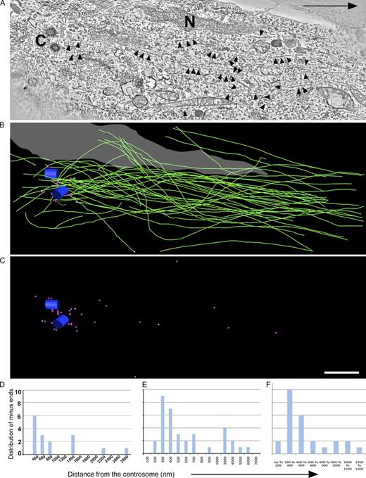 Figure 1. ET analysis of MT organization in the centrosomal region of a migrating cerebellar granule neuron. (A) A selected tomographic slice showing MTs (arrowheads), the centrioles (C), and a portion of the nucleus (N). The black arrow indicates the direction of migration. (B) Corresponding 3D model showing the centrioles (blue cylinders), the MTs (green lines), and the nucleus (gray). (C) Model indicating distribution of MT minus ends (magenta spheres) and MT plus ends (turquoise spheres). Bar, 1 µm. (D–F) Quantification of the distribution of MT minus ends with respect to the centrosome as identified by ET of three different migratory neurons. See also Fig. S1.