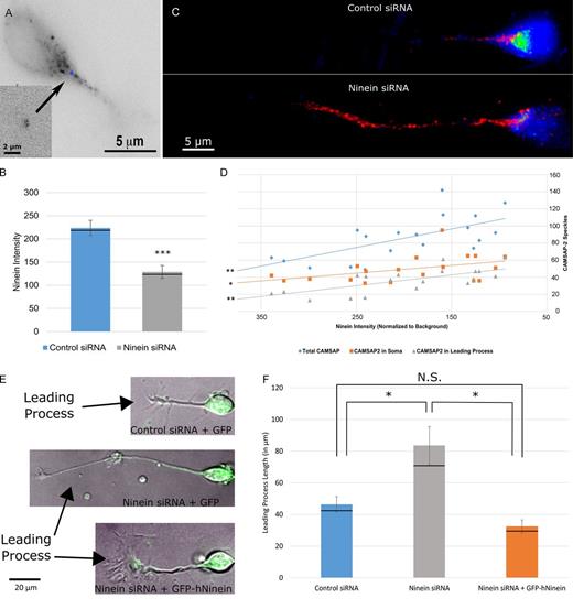 Figure 2. Ninein depletion increases the number of MT minus ends present in the soma and leading process of migratory neurons. (A) A cultured cerebellar migratory neuron, transfected to express GFP-CAMSAP3 for 2 h. Neurons were cotransfected with RFP-pericentrin to label the centrosome (inset, blue asterisk). (B) Bar graph of ninein intensity under control siRNA and ninein siRNA conditions. n = 30 per group; ***, P < 0.001. Black lines represent median values. (C) 3D z-stack projection of neurons transfected with control siRNA (top) or ninein siRNA (bottom) and coimmunostained for CAMSAP2 (red) and ninein (green). More CAMSAP2 speckles appear in the soma and leading process of ninein-depleted neurons compared with controls. Speckles vary in apparent size because of CAMSAP dynamicity (Jiang et al., 2014). (D) Scatterplot of CAMSAP2 speckles versus ninein intensity. Speckle number in the soma (orange squares), leading process (gray triangles), and the total number of speckles (blue diamonds) were all found to have significant negative correlations with ninein intensity (P < 0.01, 0.028, and 0.01, respectively; n = 20). (E) Merged phase and green channel images of migratory neurons under control siRNA + GFP, ninein siRNA + GFP, and ninein siRNA + GFP-hNinein conditions. Arrows identify the leading process of each neuron. (F) Graph of leading process length quantification under control, ninein siRNA, and ninein siRNA + GFP conditions. Process length is significantly increased after ninein depletion. This change is rescued after ectopic expression of hNinein (n = 10 per group; *, P < 0.05). Black lines represent median values. See also Figs. S2 and S3 and Video 1. Data are represented as mean ± SEM. N.S., not significant.
