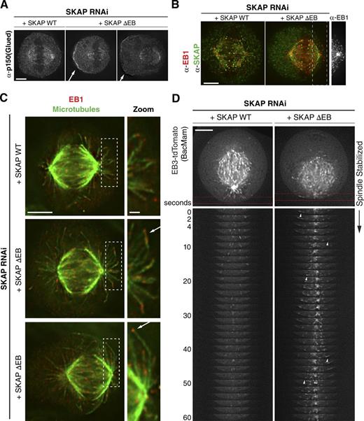 Figure 6. Mispositioned metaphase spindles in SKAP ΔEB mutant cells are accompanied by changes in astral microtubule behavior. (A) Individual sections showing IF localization of p150Glued as a marker for dynein/dynactin from cells in which wild-type (WT) SKAP or the SKAP ΔEB mutant replaces endogenous SKAP. Accumulation of cortical dynactin is marked with arrows. We were unable to find an example of aberrantly localized dynactin (i.e., higher on the cortex closer to the shifted spindle) in two independent experiments. (B) IF images (deconvolved sections) of mouse anti-EB1 localization in SKAP WT and SKAP ΔEB cells. (far right) EB1 tracks from the SKAP ΔEB mutant cell showing growth along cortex. Also see Fig. S3 D. (C) IF images (deconvolved sections) showing microtubule and rabbit anti-EB1 localization. Boxed regions are enlarged on right (∼2×) to show plus ends of microtubules growing laterally along the cortex. Images in this panel are scaled individually for clarity. (D) Montages generated from time-lapse videos of EB3-tdTomato in SKAP WT and SKAP ΔEB cells. Top images are the first frame of the video, with the red boxed region used to create the montage. EB3 comets that exhibit clear lateral growth along cortex are marked with arrows. For the SKAP ΔEB cell, Fiji stack registration was used to stabilize the spindle, which exhibited rocking during the course of the video. See Video 5. Bars: 5 µm; (inset/zoom) 1 µm.