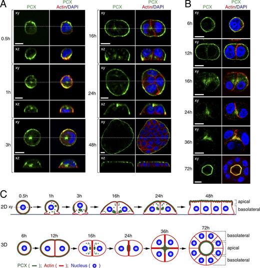 Figure 1. Subcellular localization of endogenous PCX at consecutive time points in MDCK II cells growing in 2D monolayers and in 3D cysts. (A and B) MDCK II cells were plated on glass-bottom dishes (A) or on Matrigel-coated glass slides (B) and fixed with PFA at the times indicated. The cells were then stained with anti-PCX antibody (green), Texas red–conjugated phalloidin (red), and DAPI (blue). The confocal xy section (top) and the xz section (bottom), which corresponds to the dashed line in the xy section, of 2D cell cultures are shown. Bars, 10 µm. The specificity of the anti-PCX antibody is shown in Fig. S1 A. (C) Schematic models presenting PCX localization during cell polarization into 2D monolayers (xz view; top) and 3D cysts (xy view; bottom). PCX is shown in green, actin in red, and the nucleus in blue.