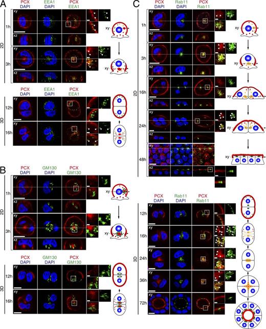 Figure 2. PCX colocalization with organelle markers in 2D monolayers and in 3D cysts. MDCK II cells were plated on glass bottom dishes (2D) or Matrigel-coated glass slides (3D) and fixed with PFA at the times indicated (see also Fig. S2). (A and B) Cells were costained with anti-PCX antibody (red), DAPI (blue) and an antibody against EEA1 (an early endosome marker; A), GM130 (a Golgi marker; B), or Rab11 (an RE marker; green; C). The confocal xy section (top) and the xz section (bottom), which corresponds to the dashed line in the xy section, of 2D monolayers are shown. The fourth columns show magnifications of the boxed regions in the third columns. The arrows in A show the colocalization points between EEA1 and PCX. Colocalization of PCX with each organelle marker is illustrated schematically on the right side of each panel (red, PCX; green, marker; yellow, colocalization site; and blue, nucleus). Bars: 10 µm; (insets) 1 µm.