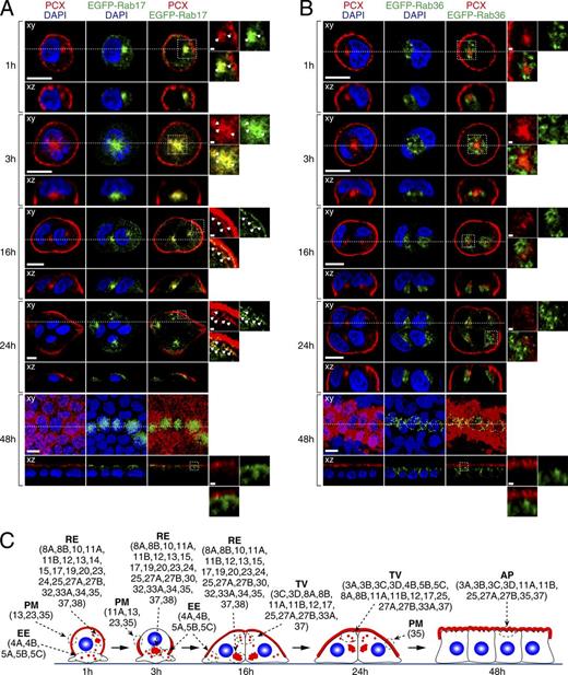 Figure 3. Colocalization of endogenous PCX with EGFP-tagged Rab17 and Rab36 in 2D MDCK II cells. MDCK II cells were transfected with plasmids carrying EGFP-tagged Rab17 (A) or Rab36 (B), plated on glass-bottom dishes, and fixed with PFA at the times indicated (see also Fig. S3). The cells were then stained with anti-PCX antibody (red) and DAPI (blue). The confocal xy section (top) and the xz section (bottom), which corresponds to the dashed line in the xy section, are shown. The fourth columns show magnifications of the boxed regions in the third columns. Bars: 10 µm; (insets) 1 µm. Note that EGFP-Rab17 and PCX were well colocalized at recycling endosomes just near the nucleus 1–3 h after plating and that their colocalization was also observed just beneath the plasma membrane (indicated by arrows) 24 h after plating. In contrast, no colocalization between EGFP-Rab36 and PCX was observed during PCX trafficking. (C) Schematic summary of the Rabs that colocalize with PCX (red) at specific membrane compartments (green doted circles) in 2D MDCK II cells (see also Table 1 and Fig. S3 for details). AP, apical plasma membrane; EE, early endosome; PM, plasma membrane; TV, transport vesicle.