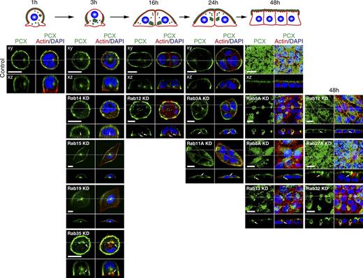 Figure 4. Effect of KD of Rab GTPases on localization of endogenous PCX in 2D MDCK II cells. MDCK II cells that had been treated with control siRNA (top row) or indicated Rab siRNA (other rows) were plated on glass-bottom dishes and fixed with PFA at the times indicated. The cells were then stained with anti-PCX antibody (green), Texas red–conjugated phalloidin (red), and DAPI (blue). The confocal xy section (upper) and the xz section (lower), which corresponds to the dashed line in the xy section, are shown. The localization of PCX in control cells is illustrated schematically above the microscopic images. The arrows point mislocalized PCX in comparison to the control cells. The asterisks indicate lateral lumens. Bars, 10 µm. The KD efficiency of siRNAs used and full images of Rab KD cells in all time points are shown in Fig. S4.