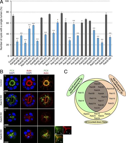 Figure 5. Effect of KD of Rab GTPases on single-lumen formation in 3D MDCK II cells. MDCK II cells that had been treated with control siRNA or indicated Rab siRNA, were plated on Matrigel-coated glass slides and fixed with PFA 72 h after plating. The cells were then stained with anti-PCX antibody (green), Texas red–conjugated phalloidin (red), and DAPI (blue). (A) Percentage of single-lumen formation in cysts treated with control siRNA or indicated Rab siRNA. Values represent the mean and SEM of at least three independent experiments (n > 100 in each experiment). We focused on Rabs whose KD caused reduction in single-lumen formation <60% (blue bars; indicated as + in Table 2). Although the rate of single-lumen formation of Rab12-KD cells exceeds 60%, they exhibited a different phenotype, i.e., PCX retention in multiple large dots (also shown as a blue bar; see also the second panel in B). Significance was determined by one-way analysis of variance with Dunnett’s post-test at 95% confidence interval. *, P < 0.05; **, P < 0.01. (B) Representative microscopic images of cysts treated with the indicated Rab siRNA. Bars: 10 µm; (insets) 1 µm. The arrows point to large PCX vesicles near the apical membrane that are also weakly positive for actin. The arrowheads in the right insets show small actin-free PCX vesicles in the cytoplasm. (C) The graph grouping all KD Rabs (yellow circle), which influenced PCX trafficking in 2D cells (green circle) and 3D cysts (orange circle). Rabs in the green and orange overlap region influenced PCX trafficking both under 2D and 3D culture conditions, Rabs in the green-only region affected PCX trafficking only in 2D cell culture, Rabs in the orange-only region had an effect only in 3D culture, and Rabs in the yellow-only region had no effect on MDCK II cell morphology at all. The KD efficiency of siRNAs used is shown in Fig. S4. Images of all Rab KD cysts showing defects in single-lumen formation are shown in Fig. S5.