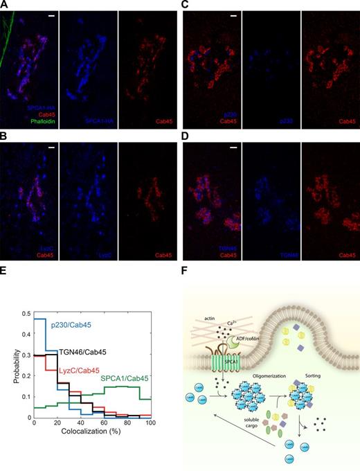 Figure 5. SPCA1, Cab45 and cargo cluster in the TGN. To obtain higher resolution, 3D SIM was applied. HeLa cells expressing HA-SPCA1 were fixed and stained with anti-HA and anti-Cab45 antibodies and phalloidin and analyzed by 3D SIM. (A) Representative cross section showing the locally overlapping distributions of SPCA1 and Cab45 in the TGN. Bar, 5 µm. (B) HeLa cells expressing Flag-LyzC were fixed and stained with Flag (LyzC) and Cab45 antibodies. Bar, 5 µm. (C) HeLa cells were fixed and stained with p230 and Cab45 antibodies. Bar, 5 µm. (D) HeLa cells were fixed and stained with TGN46 and Cab45 antibodies. (E) Probability (i.e., normalized frequency) of Cab45 colocalization with SPCA1, LyzC, p230, and TGN46. Depiction of the image quantification is shown in Fig. S3 (C, F, I, and L). (F) Schematic depiction of the putative Cab45-based sorting mechanism. Cab45 undergoes a conformational change upon the SPCA1-mediated local increase in Ca2+ concentration in the TGN lumen. As a consequence, Cab45 binds cargo proteins and separates them from other soluble proteins in the TGN by sequestering them in putative subdomains. This sorting mechanism might enable cells to pack soluble cargos into vesicles and recycle Cab45 for a new cycle of sorting by extrusion of internal Ca2+.