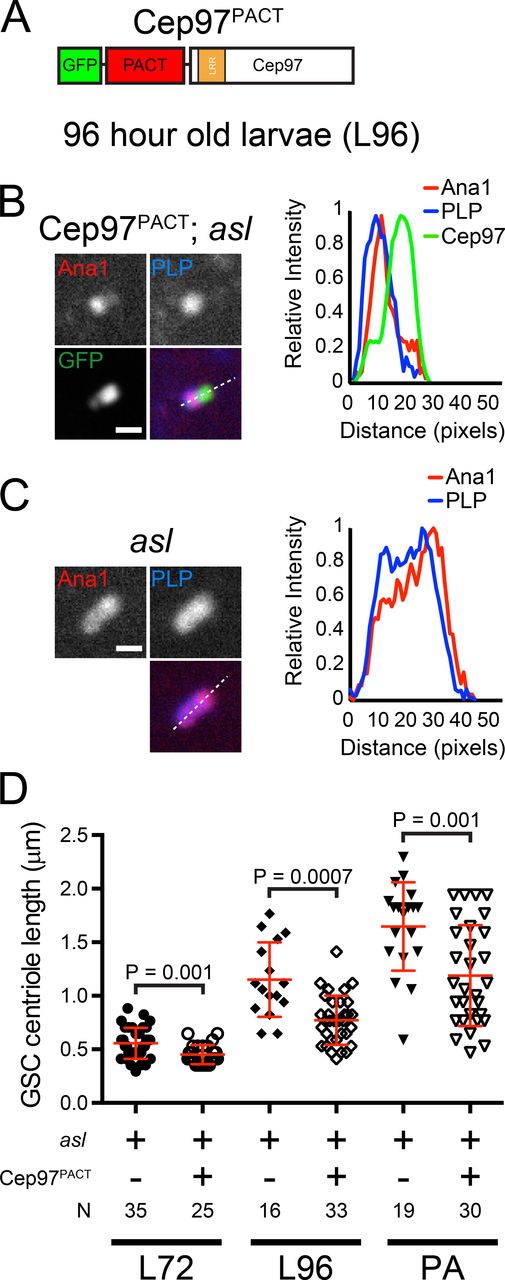 Figure 8. Cep97 functions downstream of Asl in mGSC centriole length control. (A) Centriole targeted Cep97 construct. LRR, leucine-rich repeat; PACT, centriole targeting domain of PLP. (B) A representative centriole in asl mGSCs expressing Cep97PACT. PLP, blue; Cep97PACT, green; Ana1::tdTomato, red. Linescans (dashed line) along the long axis of the centriole, normalized to peak intensity. (C) A representative centriole in asl mutant mGSCs. PLP, blue; Ana1::tdTomato, red. Linescans as in B. (D) Length of Ana1::tdTomato in asl mutant mGSC centrioles at indicated developmental time from individuals with or without Cep97PACT expression. Additional examples are shown in Fig. S4. Error bars are ±SD. Comparison: unpaired t tests with Welch’s corrections when appropriate. N, centrioles measured. Bars, 1 µm.