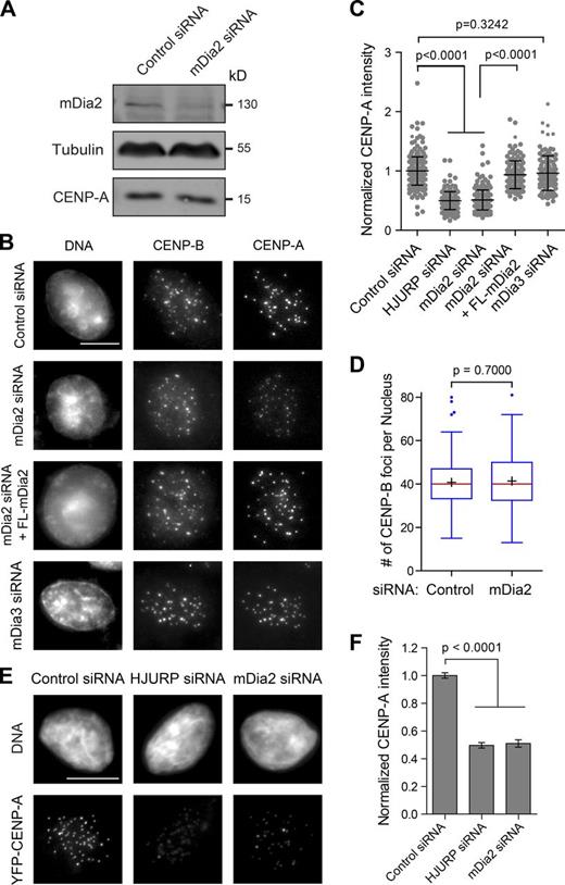 Figure 1. The formin mDia2 is required to maintain CENP-A levels at centromeres. (A) Depletion of mDia2 does not affect CENP-A protein level. Immunoblotting analysis of HeLa cell lysates 48 h after transfection with control (GAPDH) and mDia2 siRNAs. (B) Immunofluorescence detection of CENP-A and CENP-B 48 h after transfection with the indicated siRNAs and the full-length mEmerald-tagged mDia2 (FL-mDia2) expression vector (DNA - DAPI). Transfected cells were identified by cotransfected fluorescence markers. Bar, 10 µm. (C) Scatterplot showing the distribution of normalized CENP-A integrated intensity per nucleus (mean ± SD overlaid with scatterplot) with the INCA method (Fig. S1). Control: n = 292; HJURP siRNA: n = 196; mDia2 siRNA: n = 260; mDia2 siRNA + FL-mDia2: n = 136; and mDia3 siRNA: n = 117 from three independent experiments. The p-value was computed using a two-tailed t test. (D) Depletion of mDia2 does not affect centromere numbers. Whisker-Tukey boxplots show the number of CENP-B foci. The boxes span the 25th to 75th percentile of the data, whereas the center bar denotes the median and + marks the mean. Control: n = 168, and mDia2 siRNA: n = 125, from three independent experiments. The p-value was computed using a two-tailed t test. (E) Depletion of mDia2 results in reduced levels of YFP-CENP-A at centromeres. Immunofluorescence images showing YFP-CENP-A in HeLa cells stably expressing YFP-CENP-A 48 h after transfection with indicated siRNAs (DNA - DAPI). Bar, 10 µm. (F) Quantification showing the mean levels of normalized integrated YFP-CENP-A intensity per nucleus (means ± 95% confidence intervals). Control (GAPDH siRNA): n = 456; HJURP siRNA: n = 250; and mDia2 siRNA: n = 158 cells from three independent experiments. The p-value was computed using a two-tailed t test.