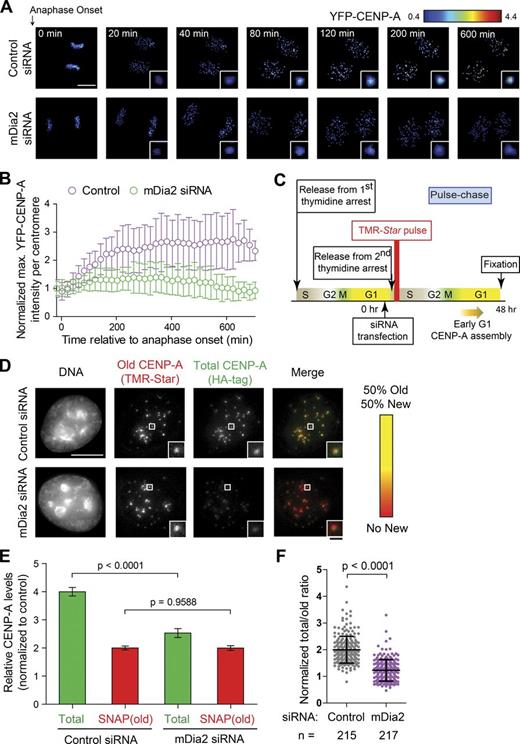 Figure 2. The mDia2 protein is required for loading new CENP-A during G1. (A) High-resolution ratiometric live-cell imaging showing defective YFP-CENP-A loading upon mDia2 knockdown. Pseudocolored live imaging stills following cells through the 10-h time window after anaphase onset. Identical lookup table (LUT, linear and covering the full range of data) was used over time. Bar, 10 µm (insets are 3× magnified). (B) Quantification of centromeric YFP-CENP-A levels during G1 phase (plotted as mean ± SD). Control: n = 4,100 centromeres from 12 G1 pairs, and mDia2 siRNA: n = 4,310 centromeres from 13 G1-pairs were measured from three independent transfections (see Materials and methods and Fig. S2 for more details). (C) Scheme for the SNAP pulse chase labeling to distinguish existing centromeric CENP-A protein (old) from newly synthesized CENP-A loaded onto centromeres (new). (D) Immunofluorescence analysis showing old CENP-A labeled by TMR-Star and total CENP-A stained with anti-HA antibody. In merge: red, TMR-Star; green, HA-tag. Bars: (main) 10 µm; (insets) 1 µm. (E) Quantification of SNAP-tag-labeled CENP-A (old, red) and total CENP-A (total, green; means ± 95% confidence intervals). The p-value was computed using a two-tailed t test. (F) Quantification showing the normalized ratio between total CENP-A and old CENP-A (mean ± SD overlaid with scatterplot). Control: n = 215, and mDia2 siRNA: n = 217 cells from three independent experiments. The p-value was computed using a two-tailed t test.