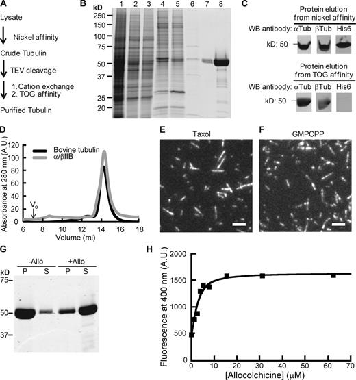 Figure 1. Purification of recombinant α/βIIB tubulin heterodimers. (A) Purification scheme. (B) SDS-PAGE analysis (1, lysate; 2, supernatant; 3 and 4, nickel affinity: flow-through (3); elution (4); 5, TEV-digested protein elution from nickel affinity column (a band corresponding to the added TEV protein is at ∼25 kD); 6–8, TOG affinity: flow-through (6); elution (7), 20× amount in lane 7 (8); Coomassie stain). (C) Western blot (WB) analyses. Full blots are provided in Fig. S1 A. (D) Elution profiles from size-exclusion chromatography. Peak volume: 14.4 ml (α/βIIB); 14.3 ml (bovine tubulin, used as reference). Void volume (V0) is 7 ml. A.U., arbitrary units. (E and F) TIRF images of taxol-stabilized (E) or GMPCPP (F) microtubules. Bars, 3 µm. (G) SDS-PAGE analysis of tubulin sedimentation in the presence of allocolchicine (+Allo) or 3% DMSO control (−Allo). Pellet (P) and supernatant (S) fractions are indicated. (H) Representative equilibrium binding curve for α/βIIB with allocolchicine from one experiment is shown. Kd = 1.8 ± 0.42 µM (n = 3, mean ± SD). Fig. S1 C shows data averaged from all three experiments and fitted to a single curve.