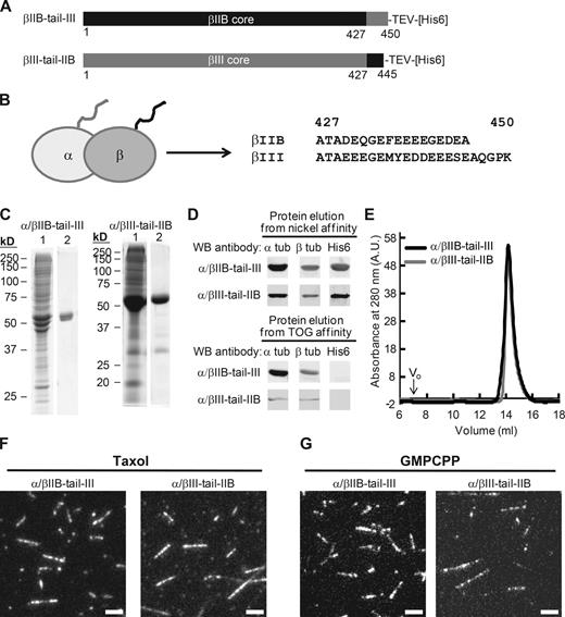 Figure 3. Design and characterization of chimeric β tubulin constructs. (A) Design of tail-swapped β tubulin constructs, with amino acid sequence derived from α/βIIB (black) and α/βIII (gray). (B) Schematic of tubulin heterodimer indicating β tubulin C-terminal tail (black). Amino acid sequences from the C terminus of βIIB and βIII are shown. (C) SDS-PAGE analysis (1, nickel affinity elution; 2, TOG affinity elution; Coomassie stain). (D) Western blot (WB) analysis. Full blots are provided in Fig. S2 A. (E) Protein elution profiles from size-exclusion chromatography. Peak volume: 14.2 ml (α/βIIB-tail-III); 14.1 ml (α/βIII-tail-IIB). Void volume (V0) is 7 ml. A.U., arbitrary units. (F and G) TIRF images of taxol-stabilized (F) or GMPCPP (G) microtubules. Bars, 3 µm.