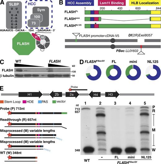 Figure 1. Histone pre-mRNA processing is essential in vivo FLASH function. (A) The histone pre-mRNA processing machinery. Slbp binds the stem loop on the pre-mRNA. The U7 snRNP interacts with the HDE in histone pre-mRNA. FLASH binds the U7 snRNP protein Lsm11 (11), and the FLASH/U7 snRNP complex recruits the HCC containing the Symplekin scaffold (Sym) and the CPSF100/CPSF73 endonuclease (100/73). 10, Lsm10. (B) Schematic of functional domains of FLASH and the transgene rescue system. Transgenes were inserted at chromosomal location 25C6 and recombined with a deletion of the FLASH locus (Df(2R)Exel8057). All FLASHPBac/Df experimental flies contained a maternal Df chromosome in trans to a paternal PBac LL01602 chromosome (see Fig. S1). NL125 is a 2-aa mutation in the Lsm11 binding region (see Fig. 2 A). (C) Anti-FLASH Western analysis of WT and FLASHPBac/Df wandering third-instar larvae using threefold serial dilutions. Asterisk, cross-reacting protein. (D) Visual representation of transgenic rescue of FLASHPBac/Df. Circles indicate the proportion of FLASHPBac/Df mutant with the indicated transgene (green) and control heterozygous sibling (blue) adult flies obtained. The expected fraction of control siblings is two thirds. Thus, one third green indicates full viability, and the absence of green indicates lethality. Table 1 shows the data for this analysis. (E) S1 nuclease protection assay. The map of a Drosophila histone gene repeat is shown. Equal amounts (5 µg) of total RNA from wandering third-instar larvae of WT, the FLASHPBac/Df mutant, or the mutant complemented with the indicated transgenes were analyzed using a 3′-labeled DNA probe complementary to H2a mRNA that extends to the H4 HDE followed by 56 nt vector sequence (green). The hybrids were incubated with S1 nuclease, and the protected fragments were resolved on a 6% acrylamide-7M urea gel and visualized by autoradiography. Properly processed H2a mRNA protects a 348-nt fragment from S1 digestion (W). The H2a gene contains multiple downstream cryptic polyadenylation signals (PAS; blue) that protect a heterogeneous set of longer fragments (M). Transcripts that extend beyond the complementary region result in a single protected read-through fragment (R) that is distinct from undigested probe (P). The sizes (in nucleotides) of the processed mRNA, R RNA, and undigested probe are indicated.