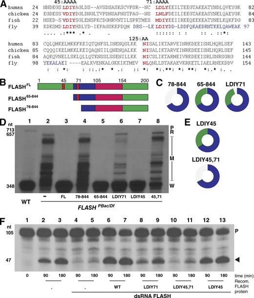 Figure 2. Function of FLASH N-terminal mutants in histone pre-mRNA processing. (A) Alignment of FLASH N-terminal sequences indicating the region required for HCC binding (blue), the conserved LDIY motifs (red; mutated to AAAA in FLASHLDIY45 and FLASHLDIY71), and the NL residues (red) of the Lsm11 binding region mutated to AA in FLASHNL125. (B) Diagram of the first 200 aa of the N-terminal FLASH deletion mutants. (C) Visualization of rescue of FLASHPBac/Df with transgenic FLASH N-terminal mutants as in Fig. 1 D. (D) Equal amounts total RNA from WT and mutant larvae complemented with the indicated FLASH transgenes were analyzed by S1 nuclease protection as in Fig. 1 E. A PhosphorImager analysis of the same gel is in Fig. S1. (E) Visualization of rescue of FLASHPBac/Df with transgenic FLASH LDIY mutants. (F) Biochemical activity of FLASH LDIY mutant proteins was assessed using an in vitro histone pre-mRNA processing assay (Sabath et al., 2013). FLASH-depleted nuclear extracts were complemented with 100 ng of the indicated recombinant (Recomb.) N-terminal FLASH-GST fusion protein (aa 1–178). 32P-labeled synthetic H3 pre-mRNA was incubated with the extract for 90 or 180 min, and the resulting undigested probe (P) and cleaved probe (arrowhead) were resolved on an 8% polyacrylamide-7M urea gel. See also Fig. S1.