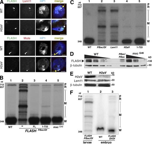 Figure 5. Failure to concentrate FLASH and/or U7snRNP in the HLB results in inefficient histone pre-mRNA processing. (A) Larval salivary glands from H2aV810 mutants were stained for HLB markers and HP1. Arrows as in Figs. 2 and 3. Bars, 10 µm. (B) Equal amounts of RNA from ovaries of WT (lane 1) or FLASHPbac/Df (lane 2), FLASHFL (lane 3), FLASH1–733 (lane 4), and mxcG46 mutants were analyzed by S1 nuclease protection assay as in Fig. 1 E. (C) Equal amounts of RNA from WT (lane 1), FLASHPbac/Df (lane 2), Lsm11-null mutant (Godfrey et al., 2009; lane 3), H2aV mutant (lane 4), and FLASH1–733 (lane 5) third-instar larvae were analyzed by S1 nuclease protection assay as in Fig. 1 E. (D) Western analysis of threefold serial dilutions of extracts from WT, FLASHPBac/PBac, and mxcG46 ovaries using anti-FLASH antibody and tubulin as a loading control. Asterisk, cross-reacting protein. (E) Anti-H2aV or anti-Lsm11 Western analysis of proteins from H2aV810 mutant larvae, with tubulin as a loading control. See also Fig. S5. (F) Equal amounts of RNA from 14–18 h WT embryos (lane 2) or FLASHDf/Df embryos (lane 3) were analyzed by S1 nuclease mapping as in E. Lane 1 is analysis of RNA from FLASHPbac/Df larvae.