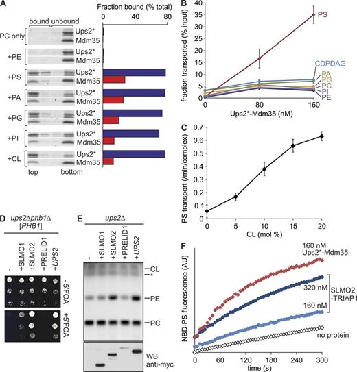 Figure 1. Ups2–Mdm35 is a PS transfer protein complex. (A) Phospholipid binding. His-tagged Ups2C96S/C101S/C142S/C153S (Ups2*)–Mdm35 (5 µM) was incubated with liposomes composed of dioleoyl-PC (DOPC) and 20 mol% of the indicated dioleoyl-phospholipid (total lipid concentration 2 mM) for 10 min at 20°C. Upon flotation, four fractions were collected and analyzed by SDS-PAGE. Protein bands were analyzed densitometrically, and the sum of band intensities in all four lanes was set to 100%. The top two fractions represent bound material. (B) Phospholipid transfer. Ups2*–Mdm35 was incubated with donor liposomes (0.25 mM; DOPC/tetraoleoyl-CL/Lac-PE/17:0 PC/17:0 PE/DOPA/DOPS/DOPI/DOPG/DO-CDPDAG/DOPE/NBD-PE = 35/15/10/5/5/5/5/5/5/5/4.5/0.5 mol%, filled with 12.5% sucrose) and acceptor liposomes (1 mM, DOPC/DOPE/tetraoleoyl-CL/Lac-PE/rhodamine-PE = 50/24.95/15/10/0.05 mol%) for 5 min at 16°C. After isolation of acceptor liposomes by flotation, lipids were extracted and quantified by qMS. Error bars represent SEM. n = 4. (C) CL dependence of PS transfer activity by Ups2*–Mdm35. PS transfer was monitored by fluorescence dequenching (Fig. S1 C). Error bars represent SEM. n = 3. (D) Expression of human SLMO2 suppresses the lethality of ups2Δphb1Δ cells. Serial dilutions of ups2Δphb1Δ (PHB1) cells expressing C-terminally myc-tagged SLMO1, SLMO2, or PRELID1 were spotted on glucose-containing media with or without 5-fluoroorotic acid (5′FOA). (E) SLMO2 expression restores PE levels in Δups2 mitochondria. TLC of mitochondrial lipids. *, Unidentified lipid species. Same samples were subjected to SDS-PAGE and immunoblot analysis using anti-myc antibodies (WB). (F) SLMO2–TRIAP1 complex facilitates intermembrane transfer of NBD-PS. Transfer of NBD-PS was monitored by fluorescence dequenching. AU, arbitrary units.