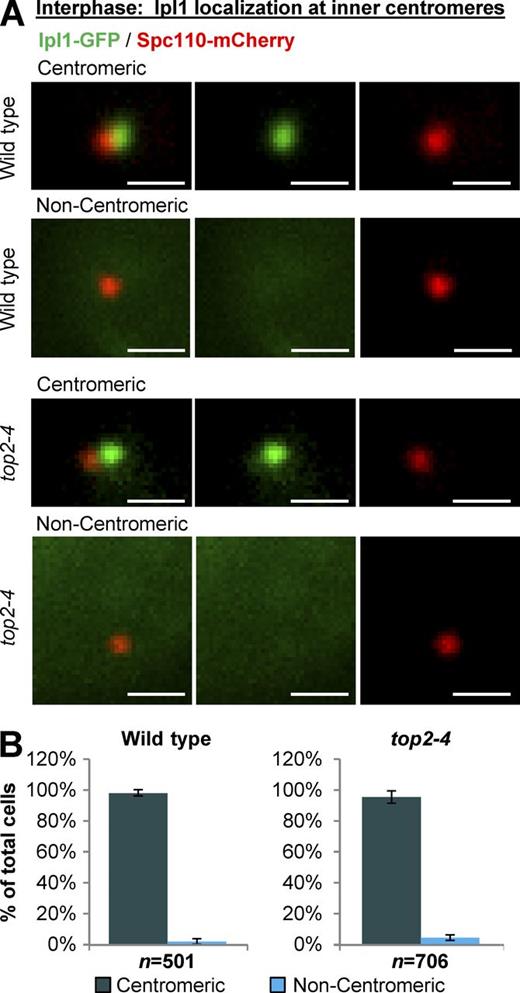 Figure 2. Yeast Top2 is not required for Ipl1 recruitment to inner centromeres during interphase. Representative images (A) and quantification (B) of Ipl1-GFP localization to inner centromeres in interphase yeast strains (grown at 30°C for 1 h; the nonpermissive temperature for top2-4). Interphase was defined as cells with a single spindle pole body, corresponding to G1 and early S phase. Bars, 1 µm. n is total number of cells scored from three experimental repeats. Error bars, standard deviation. Analysis of other strains used in this study is presented in Fig. S1.