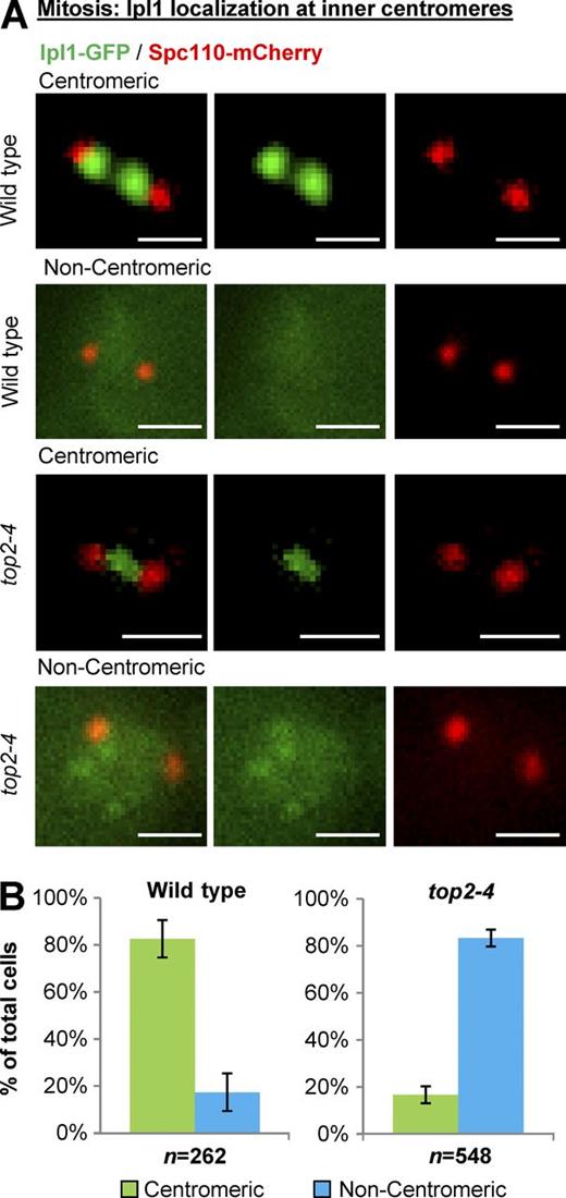 Figure 3. Yeast Top2 is required for Ipl1 recruitment to inner centromeres in mitosis. Representative images (A) and quantification (B) of Ipl1-GFP localization to inner centromeres in prometaphase/metaphase (0.5–2.0-µm spindles) wild type and top2-4 (grown at 30°C for 1 h; the nonpermissive temperature for top2-4). Spc110-mCherry indicates spindle poles. Bars, 1 µm. n is the total number of cells scored from three experimental repeats. Error bars, standard deviation. P-value for top2-4 versus wild type (P = 0.0002), Student's t test. Computational analysis and analysis of cells binned by spindle length is shown in Fig. S3.