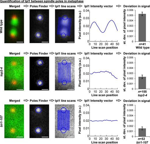 Figure 4. Analysis of Ipl1-GFP distribution between mitotic spindle poles. Computational analysis of Ipl1-GFP distribution between spindle poles in prometaphase/metaphase (1.25–2.0 µm spindles) wild type, top2-4, and bir1-107 strains. Images from the dataset in Fig. 3 were analyzed as described previously (Chacón and Gardner, 2013) to determine the standard deviation of normalized Ipl1-GFP pixel intensities along line scans between the spindle poles. Higher standard deviations indicate localized signals caused by dim regions near poles and bright regions near centromeres (see Materials and methods). From left to right: Merged, example merged image (Ipl1-GFP, Spc110-mCherry); Poles finder, algorithm to locate poles; Ipl1 line scans, image of Ipl1-GFP between poles with positions of line scans overlaid; Ipl1 intensity vector, plot of Ipl1-GFP intensity between poles; and deviation in signal, mean standard deviation of Ipl1-GFP pixel intensities between spindle poles. Bars, 0.5 µm. Analysis of the other strains used in this study is shown in Fig. S3. P-values for each mutant versus wild type are 0.00063 (top2-4) and 0.00009 (bir1-107), Student’s t test. a.u., arbitrary units; st. dev., standard deviation.