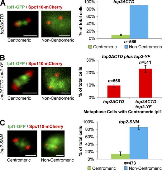 Figure 6. SUMOylation sites in the CTD of Top2 are required for Ipl1 recruitment to mitotic inner centromeres. Representative images and quantification of Ipl1-GFP localization to inner centromeres in prometaphase/metaphase (0.5–2.0-µm spindles). (A) top2ΔCTD strain lacking the CTD. (B) top2ΔCTD carrying an additional allele of catalytically dead top2-Y782F. (C) top2-SNM strain, lacking the major CTD SUMOylation sites. All strains were shifted to 30°C for 1 h before imaging to maintain consistent imaging conditions between all strains. Spc110-mCherry indicates spindle poles. Bars, 1 µm. n is the total number of cells scored from three experimental repeats. Error bars, standard deviation. P-values for top2ΔCTD versus wild type and top2ΔCTD versus top2ΔCTD top2-YF are 0.00004 and 0.002, respectively, Student's t test. Computational analysis and analysis of cells binned by spindle length is shown in Fig. S3.