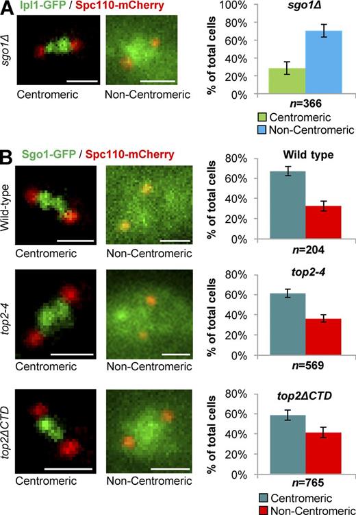 Figure 8. Top2 is not required for localization of Sgo1 to inner centromeres in mitosis. Representative images and quantification of Ipl1-GFP (A) and Sgo1-GFP (B) localization to inner centromeres in prometaphase/metaphase (0.5–2.0-µm spindles) wild type, top2-4, and top2ΔCTD (grown at 30°C for 1 h, the nonpermissive temperature for top2-4). Spc110-mCherry indicates spindle poles. Bars, 1 µm. n is the total number of cells scored from three experimental repeats. Error bars, standard deviation. P-value for sgo1Δ versus wild type is 0.00004, Student's t test. Computational analysis of Ipl1-GFP localization and analysis of cells binned by spindle length is shown in Fig. S3.