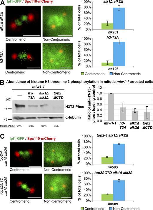 Figure 9. Haspin kinases and histone H3 threonine 3 phosphorylation are required for mitotic Ipl1 inner-centromere localization. (A and C) Representative images and quantification of Ipl1-GFP localization to inner centromeres in prometaphase/metaphase (0.5–2.0-µm spindles) alk1Δ alk2Δ, h3-T3A, top2-4 alk1Δ alk2Δ, and top2ΔCTD alk1Δ alk2Δ (grown at 30°C for 1 h, the nonpermissive temperature for top2-4). Spc110-mCherry indicates spindle poles. Bars, 1 µm. n is the total number of cells scored from three experimental repeats. Error bars, standard deviation. Computational analysis of Ipl1-GFP localization and analysis of cells binned by spindle length is shown in Fig. S3. P-values for alk1Δ alk2Δ versus top2-4 alk1Δ alk2Δ and alk1Δ alk2Δ versus top2ΔCTD alk1Δ alk2Δ are 0.248726748 and 0.282585966, respectively, Student's t test. (B) Western blotting of histone H3 phosphorylated at threonine 3 in cells arrested in mitosis after inactivation of Mtw1. The indicated strains were incubated for 2 h at the nonpermissive temperature (37°C) for the mtw1-1 allele (present in all of the strains) to achieve arrest. H3 phosphorylated at threonine 3 was quantified relative to loading control (α-tubulin). Error bars show standard deviation from at least three experimental repeats for each strain.