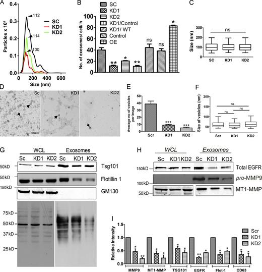 Figure 1. Cortactin levels control exosome secretion. Exosome preparations purified from equal numbers of cells were analyzed. (A) Representative nanoparticle tracking analysis (NTA) traces of exosomes derived from SCC61 control (SC) and cortactin knockdown (KD1 and KD2) cells, normalized to cell number. (B) Quantification from n = 3 independent experiments. Rescue constructs indicated after the slash (/) for empty vector (control) or WT (wild-type) cortactin. OE, cortactin overexpression in parental cells. Western blots (WBs) of cortactin levels in KD and OE cells shown in Fig. S1 and of KD/rescue cells in Fig. 5. (C) Quantitation of vesicle size by NTA. (D) Representative TEM images of exosome preparations from scrambled control (Sc) and cortactin knockdown (KD1 and KD2) cells. (E) Quantification of mean exosome number per EM image. (F) Size of vesicles ≥40 nm quantitated from EM images. Quantitations in E and F from 28–30 images per condition, n = 3 independent experiments (total number of vesicles across all images = 1,146 for control, 277 for KD1, and 129 for KD2). (G and H) Representative WBs of control and cortactin-KD whole-cell lysates (WCL) and exosomes (Exo). WCLs are loaded according to equal protein, whereas exosomes are loaded according to cell number. (I) Quantitation of WB. n = 3 independent experiments. Parametric data plotted as bar graphs, mean ± SE, and analyzed for statistical significance using a Student’s t test. Nonparametric data graphed with box and whiskers plots, where the line indicates median, the box indicates 25–75th percentile and the whiskers indicate 5–95th percentile, and analyzed by Mann–Whitney U test. ns, not significant; *, P < 0.05; **, P < 0.01; ***, P < 0.001.
