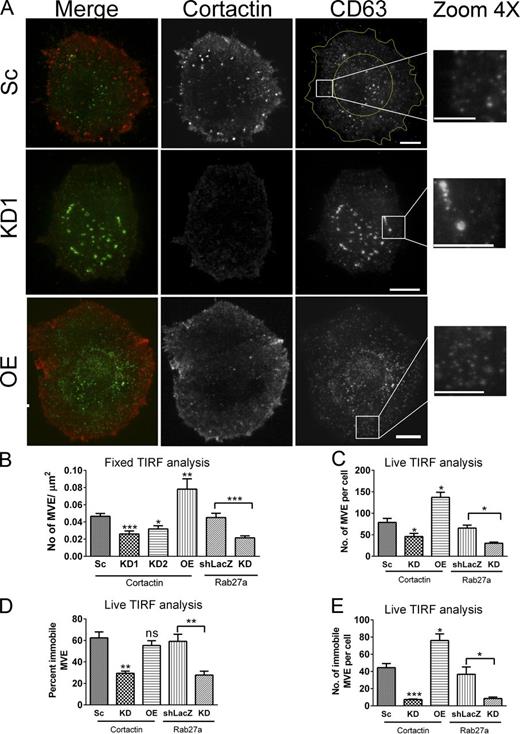 Figure 4. Cortactin controls MVE docking at the PM. (A–E) TIRFM of fixed and live cells. For analyses of TIRF images in B–E, the center of the cell (demarcated by the yellow circle in A) was excluded. (A and B) Cells were immunostained for CD63 (green) and cortactin (red). (A) Representative images. Bars: (main images) 10 µm; (zoom) 5 µm. Note increased vesicle number in Sc and OE cells compared with KD in zooms. (B) Number of CD63-positive vesicles per square micrometer cell area. n ≥ 20 cells per condition from three or more independent experiments. (C–E) Cells were transiently transfected with GFP-CD63 and imaged live. Individual vesicles were tracked to yield quantitation of total number of MVEs (C), percentage of immobile MVEs (D), and number of immobile MVEs (E) present at the PM. See Fig. S4 B for representative images. n ≥ 8 cells for each condition and n ≥ 3 independent experiments. Bar graphs represent mean ± SE. ns, not significant; *, P < 0.05; **, P < 0.01; ***, P < 0.001. Student’s t test determined statistical significance.