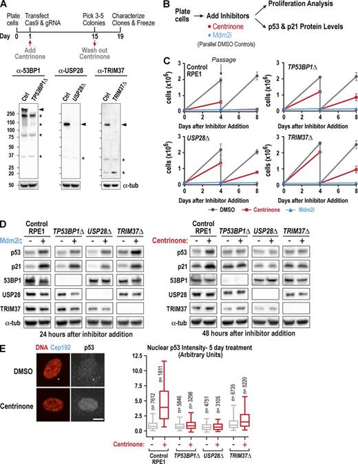 Figure 2. Loss of TP53BP1, USP28, or TRIM37 suppresses p53 elevation and proliferation arrest triggered by centrosome loss. (A, top) Outline of the procedure used to generate RPE1 knockouts. (A, bottom) Immunoblots of extracts from control (Ctrl) and knockout RPE1 lines. Bands corresponding to each protein (arrowheads) and nonspecific bands (asterisks) are indicated. α-Tubulin serves as a loading control. (B) Outline of cell proliferation analysis and assessment of p53 and p21 levels after acute treatment with centrinone or Mdm2i. (C) Graphs plotting the results of passaging assays monitoring the growth of control and knockout RPE1 cell lines after addition at day 0 of DMSO (vehicle), centrinone, or Mdm2i. (D) Immunoblots probed with the indicated antibodies after addition of Mdm2i (left) or centrinone (right). α-Tubulin (α-tub) serves as a loading control. (E) Immunofluorescence analysis of Cep192 and p53 after 5-d centrinone treatment. Representative images (left) and graph (right) plotting the distributions of nuclear p53 fluorescence for one of three experiments (for quantification of the other two experiments, see Fig. S2 E). Graph shows 5–95% box-and-whiskers plots. Bar, 10 µm.