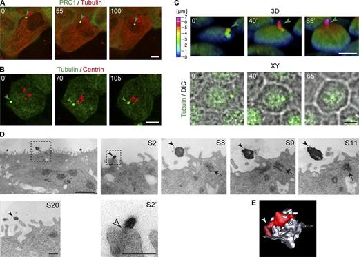 Figure 3. The midbody remnant moves along the apical surface from a peripheral to a central position to encounter the centrosome. (A and B) XY confocal stack of cells coexpressing GFP-PRC1 and cherry-tubulin (A) and GFP-tubulin and dsRed-centrin (B) during movement of the midbody remnant. In A, the green and red arrowheads point to the midbody remnant pools of PRC1 and tubulin, respectively. In B, the green and red arrowheads point to the remnant and the centrioles, respectively. (C) 3D reconstruction of cells expressing GFP-tubulin during remnant movement (top). The images were pseudocolored based on height, using the color scale on the left, to highlight that the remnant moved to the center of the apical surface as the cell gained height. The green arrowhead points to the midbody remnant. The differential interference contrast (DIC) images show that the cell occupied 25% less area at the end (bottom). Bars, 5 µm. (D) EM micrograph of a cell with the remnant in the vicinity of the centrosome at the center of the apical surface and enlargements of different sections. The images are orthogonal serial sections from the same cell. Asterisks indicate cell junctions, the black arrowhead points to the remnant, and the arrow indicates the centrosome. The sections were numbered S1 onwards from the back to the front. Note that it appears that the remnant is connected to the rest of the cell by a thin tether, indicated by an empty arrowhead (see S2′, which is an enlargement of the boxed region of S2). Bars: (panoramic view) 4 µm; (enlargements) 500 nm. (E) 3D reconstruction of the central remnant (red), the tether (dark red), and adjacent apical membrane (gray) obtained by manual tracing and stacking of their contours after alignment of the serial EM sections of Fig. S3 B. The arrowhead indicates the tether.