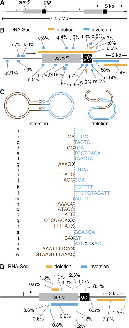 Figure 1. Analysis of a repetitive transgene reveals inversions and deletions that contribute to the generation of aberrant RNAs. (A) Schematic of the repeat structure of the sur-5::gfp transgene. Repeating units of the ∼12-kb plasmid, which has sur-5 (gray box) and gfp (black box) coding regions, deduced from Illumina sequencing, and units that are not schematized (…) are indicated. Also see Fig. S1. (B) DNA rearrangements in the sur-5::gfp transgene. Inversions (blue) and deletions (orange) observed by DNA sequencing (DNA-seq) are represented on one of the units of the sur-5::gfp repetitive transgene. Percentages reflect reads supporting each rearrangement at a given position compared with those that support no rearrangements at that position. (C) Microhomology-dependent generation of inversions and deletions from a circular plasmid could explain rearrangements found in sur-5::gfp. (top) Schematic illustrating how circular plasmids could undergo inversions (left) or deletions (right) at sites of sequence microhomology (xyz) during the formation of arrays. Dotted lines indicate proposed sites of rearrangements. (bottom) Rearrangements found in sur-5::gfp are associated with regions of microhomology. Identical sequences present near the sites of rearrangement are indicated for inversions (a–r as in B) and deletions (s–w as in B). Dotted lines and sequence colors (brown and blue) are as in the top panel. X indicates nonidentical bases. (D) Rearrangements in RNAs made from the sur-5::gfp transgene. Inversions and deletions (or alternative splicing) observed by RNA sequencing (RNA-seq) and percentages are as in B.