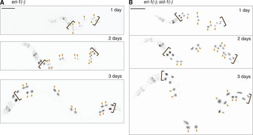 Figure 4. Pattern of silencing in an animal is established before larval development. (A and B) GFP expression (black) in a representative eri-1(−) (A) or eri-1(−); sid-1(−) (B) animal after 1 (top), 2 (middle), and 3 d (bottom) of development. Arrowheads mark nuclei that continue to show high levels of GFP expression despite nuclear divisions during the 3 d of development. Bars, 100 µm. Also see Fig. S3.