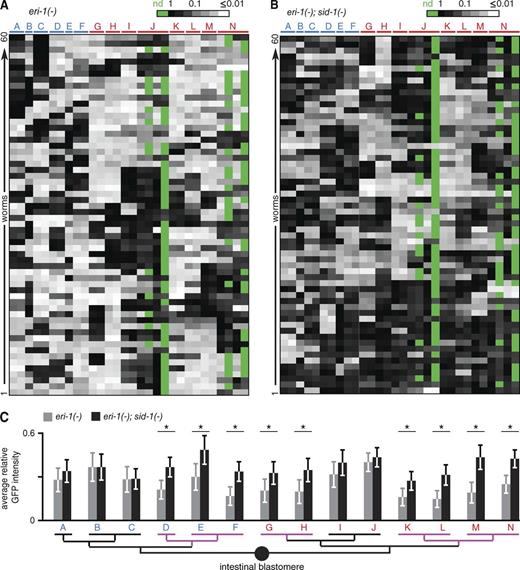 Figure 5. Spread of silencing between cells is incomplete such that no specific intestinal cell is silenced in all animals that lack ERI-1. (A and B) The heatmap shows relative GFP intensity of each nucleus in 16 intestinal cells for 60 randomly selected eri-1(−) (A) or eri-1(−); sid-1(−) (B) animals (rows). Descendants of the anterior (blue) and posterior (red) daughter of the intestinal blastomere are indicated (A–N; also see Fig. S4). Intensity scale is log10 from maximum relative intensity (black) to ≥100-fold lower in relative intensity (white). When an intestinal cell that could be binucleate did not duplicate its nucleus, the missing nucleus (green) is indicated. (C) Incomplete spread of silencing between cells likely occurs among embryonic cells. Mean relative GFP intensity of each measured intestinal cell in eri-1(−) (gray) and in eri-1(−); sid-1(−) (black) animal is plotted above a lineage diagram of intestinal cells (n = 60 animals). Descendants of the anterior (blue) and posterior (red) daughters of the intestinal blastomere are indicated. Lineal relationships between cells that show significant sid-1–dependent silencing (magenta) suggests that the spread of silencing between cells could begin when the embryo has four daughter cells of the intestinal blastomere (∼60-cell-stage embryo). *, P < 0.05.