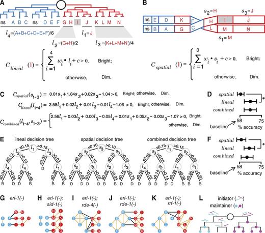 Figure 6. Silencing of repetitive DNA can be explained by unequal segregation of an initiator of gene silencing soon after tissue specification. (A and B) As illustrated for cell I, SVMs can classify GFP expression on the basis of relative GFP intensity in either lineally or spatially related cells. (A) With the lineal data representation, classification was based on a weighted (w1, w2, w3, and w4) summation of the mean relative GFP intensities of four lineally related sets of cells (l1, l2, l3, and l4) and a constant (c). Also see Fig. S4 A. (B) With the spatial data representation, classification was based on a weighted (w1, w2, and w3) summation of the relative GFP intensities of three spatially adjacent cells (s1, s2, and s3) and a constant (c). Also see Fig. S4 B. (C–F) Two different machine-learning algorithms suggest that lineal models classify transgene expression in a cell better than spatial models. (C) Classifiers learned by SVM using lineal features, spatial features, and both lineal and spatial features are shown. (D) Accuracies of learned SVM models using the three different data representations. The spatial model performed no better than the baseline model of always predicting bright (58% accuracy). The lineal model performed significantly better than the baseline and the spatial model. The model using both lineal and spatial information was no more accurate than that using lineal information alone. Error bars and asterisks are as in Fig. 2 C. (E) The lineal decision tree classifies transgene expression in a cell better than the spatial decision tree. The decision tree learned using the lineal features as in A (left), that learned using spatial features as in B (middle), and that learned using a combination of both lineal and spatial features (right) are shown. The classification of a cell as either bright (B) or dim (D) is determined by traversing the path from the root to the leaf node that applies for that cell. (F) Accuracies of the decision trees that were learned using the three different data representations. Baseline, error bars, and asterisks are as in D. (G–K) Each daughter of the intestinal blastomere had descendants that showed correlated GFP expression but descendants of one daughter showed anti-correlated GFP expression with descendants of the other daughter. Significant (P < 0.05) correlations (orange) and anticorrelations (black) of relative GFP intensity among descendants of the anterior (blue) and posterior (red) daughters of the intestinal blastomere in eri-1(−) (G, n = 60), eri-1(−); sid-1(−) (H, n = 60), eri-1(−); rde-4(−) (I, n = 13), eri-1(−); rde-1(−) (J, n = 29), and eri-1(−); rrf-1(−) (K, n = 39) animals are shown. Also see Fig. S5. (L) Schematic depicting unequal segregation of an initiator of silencing in some cells during early embryonic cell divisions that result in the threshold-dependent initiation of stable silencing or expression at each repeat locus (cyan or magenta).