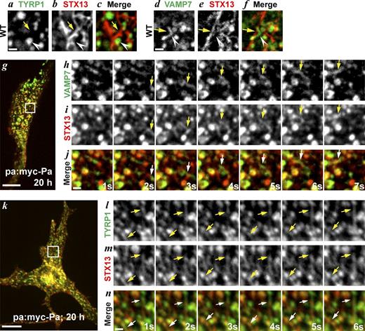 Figure 4. VAMP7 and TYRP1 traffic to melanosomes in BLOC-1–dependent membrane tubules. (a–f) WT melan-Ink4a cells transiently transfected with mCh-STX13 (red) and either TYRP1-GFP (green, a–c; cell shown in Fig. S2 a) or GFP-VAMP7 (green; d-f; cell shown in Figs. 5 d and S2 b) were analyzed 24 h later by spinning-disk confocal microscopy at 1 fps. Regions from a single frame are shown. Arrows, mCh-STX13-labeled endosomal tubules; arrowheads, TYRP1-GFP-labeled melanosome (a–c) or GFP-VAMP7-labeled tubule (d-f). Note that tubular mCh-STX13–labeled endosomes in live-cell analyses appear punctate upon fixation (e.g., Fig. 2, g, s, and t). Bar, 1 µm. (g–n) melan-pa melanocytes were transiently transfected with myc-Pallidin, mCh-STX13 and either GFP-VAMP7 (g–j) or TYRP1-GFP (k-n) and analyzed 20 h later by spinning-disk confocal microscopy at ∼1 fps. (g and k) Single frames of representative cells showing overlap of mCh-STX13 with GFP-VAMP7 (g) or TYRP1-GFP (k). Bars, 10 µm. Image sequences from the boxed regions in g and k are magnified five times in h–j and l–n, respectively. Arrows show mCh-STX13–labeled tubules containing GFP-VAMP7 (h–j) or TYRP1-GFP (l–n). Elapsed time (in seconds) is indicated at the lower right. Bars, 1 µm.