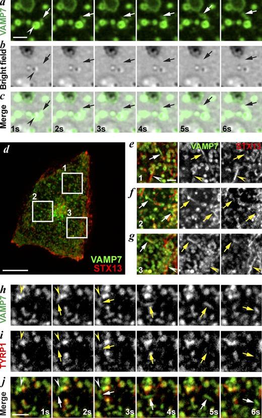Figure 5. GFP-VAMP7 exits melanosomes in STX13-independent tubules lacking TYRP1. (a–f) WT melan-Ink4a melanocytes transiently transfected with GFP-VAMP7 alone (green, a–c) or with mCh-STX13 (red, d–g) or TYRP1-mRFP (red, h–j) were analyzed 24 h later by spinning-disk confocal microscopy at ∼1 fps. (a–c) Image sequence from a cell (shown in Fig. S2 i) expressing GFP-VAMP7 relative to melanosomes visualized by BF microscopy. Arrow shows a GFP-VAMP7 tubule, and the arrowhead points to a melanosome in the BF image. Bar, 2 µm. (d) Single frame from representative cell expressing GFP-VAMP7 and mCh-STX13. Bar, 10 µm. (e–g) Single frames from boxed regions in d with single channels and merged image. Arrows show tubules labeled by GFP-VAMP7 (green), and arrowheads show tubules labeled by mCh-STX13 (red). Bar, 1 µm. Insets are magnified two times from d. (h–j) Image sequence from a cell (shown in Fig. S2 j) expressing GFP-VAMP7 (green) and TYRP1-mRFP (red). A GFP-VAMP7–labeled tubule (arrow) emerges from a TYRP1-mRFP/GFP-VAMP7–labeled melanosome (arrowhead). Elapsed time is shown in seconds (s) at the bottom. Bar, 2 µm.