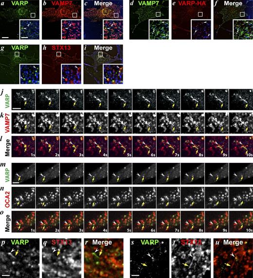 Figure 6. A cohort of VARP localizes to melanosomes and accompanies GFP-VAMP7 on departing tubules. (a–i) WT melan-Ink4a melanocytes transiently transfected with VARP-GFP and mCh-VAMP7 (a–c), GFP-VAMP7 and VARP-HA (d–f), or VARP-GFP and mCh-STX13 (g–i) were fixed 48 h later, labeled with anti-HA (d–f), and analyzed by deconvolution immuno-FM. BF images are pseudocolored blue and shown in merge and insets (boxes magnified five times). Arrowheads show VARP puncta adjacent to melanosomes (a–f) or to mCh-STX13–labeled endosomes (g–i). Bars: (main), 10 µm; (insets), 2 μm. (j–u) WT melan-Ink4a melanocytes transiently transfected with VARP-GFP and either mCh-VAMP7 (j-l; see Fig. S3 a), mRFP-OCA2 (m–o; see Fig. S3 b) or mCh-STX13 (p–u; see Fig. S3, c and d) were analyzed 48 h later by spinning-disk confocal microscopy at ∼1 fps. Elapsed time (in seconds) is indicated at lower right. (j–l) A VARP-GFP– and mCh-VAMP7–labeled tubule (arrow) extends from a melanosome (arrowhead). (m–o) A VARP-GFP–labeled vesicle (arrow) exits from an mRFP-OCA2–labeled melanosome (arrowhead). (p–r) A VARP-GFP tubule (arrow) departs from a mCh-STX13–labeled endosome (arrowhead). (s–u) A mCh-STX13 tubule (arrow) exits from a mCh-STX13/VARP-GFP double-labeled endosome (arrowhead). Bars, 2 µm.