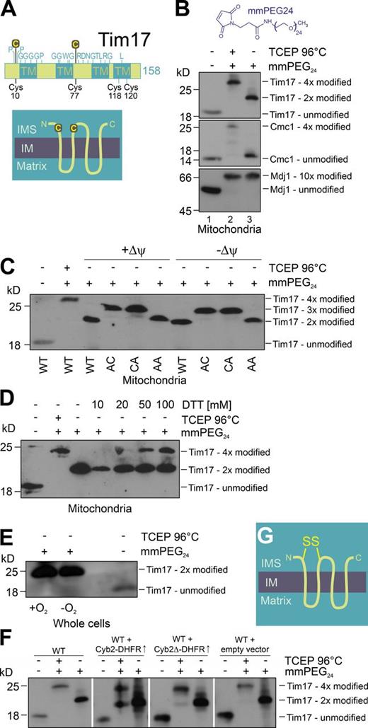 Figure 1. Tim17 contains a structural disulfide bond. (A) Schematic representation of the Tim17 sequence. Invariant residues (see Fig. S1) are indicated above and cysteine residues are indicated below the representation. TM, transmembrane segments. The inset shows the topology of Tim17 and the position of the two conserved cysteine residues. (B) Mitochondrial proteins were TCA precipitated and incubated with the reductant TCEP and/or the thiol-modifying compound mmPEG24. The samples were resolved by SDS-PAGE and used for Western blotting with antibodies against Tim17, Cmc1 (a protein with four oxidized cysteines), or Mdj1 (a protein with 10 reduced cysteines). (C) Mitochondria were isolated from Tim17 mutants in which the indicated cysteines were replaced by alanine residues and used for an mmPEG24 shift experiment as described for B. WT, wild type; AC, Tim17AC; CA, Tim17CA; AA, Tim17AA. (D) To assess the stability of the disulfide bond in Tim17, wild-type mitochondria were pretreated with the indicated concentrations of DTT for 15 min at 28°C. Mitochondrial proteins were TCA precipitated before the redox states of the cysteines in Tim17 were analyzed as described for B. (E) Yeast cells were grown in the presence or absence of molecular oxygen. Cellular proteins were TCA precipitated and the redox state of the cysteines in Tim17 was analyzed. (F) Strains were generated that overexpress Cyb2-dihydrofolate reductase (DHFR) and Cyb2Δ-DHFR from a GAL10 promoter. Mitochondria were isolated from these strains as well as from controls. The redox state of Tim17 was analyzed as described for B. (G) Topology of Tim17 indicating the position of the disulfide bond. IM, inner membrane.