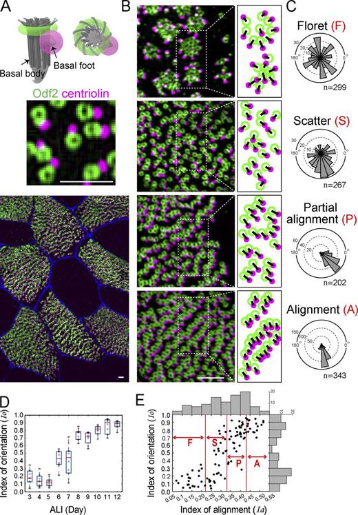 Figure 3. Interplay between BB alignment and orientation. (A) Schematic drawing (top) and dual-color immunofluorescence for Odf2 and centriolin (middle and bottom), which marked the BB as a ring (green) and BF as a dot (magenta), respectively. Original image is shown in Fig. S2 A. (B) Representative immunofluorescence micrographs of each pattern, with an illustration showing a line from the center of the green ring to the center of the magenta dot. (C) Angle histograms of BB directions from representative cells in each pattern. (D) Boxplot of the dependency of the index of orientation (Io) on the ALI day (n = 10 cells/day). On each box, the red segment indicates the median, and the bottom and top edges of the box indicate the 25th and 75th percentiles, respectively. The whiskers extend to the lowest and highest data points, respectively. (E) Correlation between the linearity of the alignments and the uniformity of the directions during MCC differentiation. Each plotted point (black circle) represents a single cell in terms of its degree of BB alignment (horizontal axis, Ia) and orientation (vertical axis, Io). Histograms of Ia and Io are shown by gray bars. Immunofluorescence images of 100 cells with a total of 28,501 BB–BF pairs were analyzed. Bars, 700 nm.