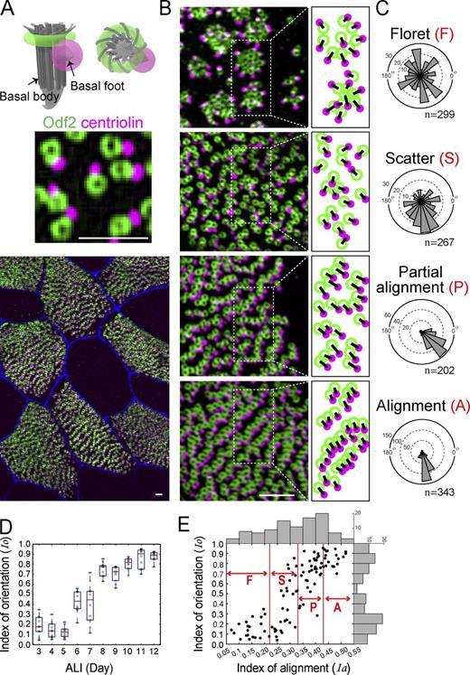 Figure 3. Interplay between BB alignment and orientation. (A) Schematic drawing (top) and dual-color immunofluorescence for Odf2 and centriolin (middle and bottom), which marked the BB as a ring (green) and BF as a dot (magenta), respectively. Original image is shown in Fig. S2 A. (B) Representative immunofluorescence micrographs of each pattern, with an illustration showing a line from the center of the green ring to the center of the magenta dot. (C) Angle histograms of BB directions from representative cells in each pattern. (D) Boxplot of the dependency of the index of orientation (Io) on the ALI day (n = 10 cells/day). On each box, the red segment indicates the median, and the bottom and top edges of the box indicate the 25th and 75th percentiles, respectively. The whiskers extend to the lowest and highest data points, respectively. (E) Correlation between the linearity of the alignments and the uniformity of the directions during MCC differentiation. Each plotted point (black circle) represents a single cell in terms of its degree of BB alignment (horizontal axis, Ia) and orientation (vertical axis, Io). Histograms of Ia and Io are shown by gray bars. Immunofluorescence images of 100 cells with a total of 28,501 BB–BF pairs were analyzed. Bars, 700 nm.