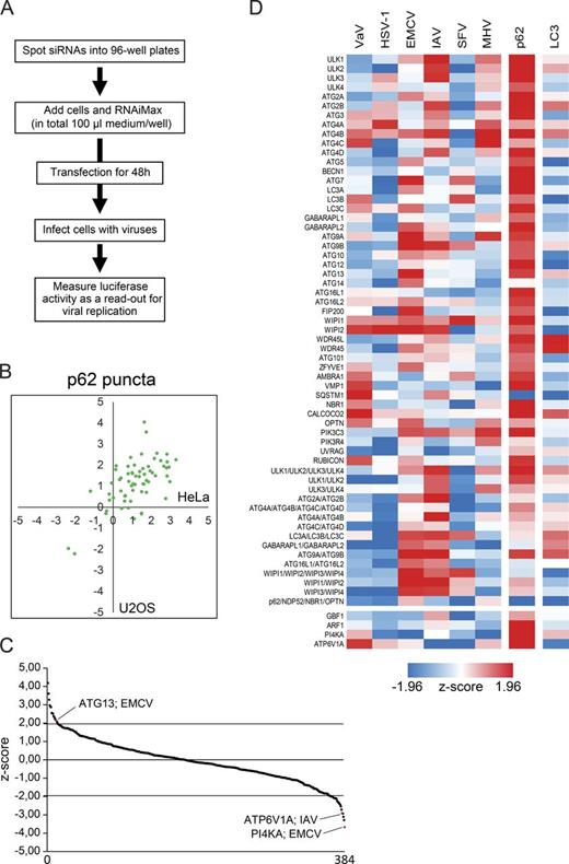 Figure 1. An ATG proteome-specific siRNA screen identifies unconventional roles of ATG proteins in viral replication. (A) Schematic overview of the siRNA-based screen workflow. (B) U2OS and HeLa-mCeaCam1 cells were transfected with a customized ATG-specific siRNA library (Tables S1 and S2), and endogenous p62 and LC3 puncta were automatically counted. Z-scores of p62 puncta measurements are presented in a scatterplot, where the data obtained in HeLa cells are ranked on the x axis and those acquired in U2OS cells are on the y axis. (C) The combined Z-scores of viral replication measurements (y axis) for all viruses and cell lines are plotted on a single graph. The dotted black lines indicate the location of the measurements that are significantly different in comparison to the control. Arrows highlight the results for two examples of genes known to be essential for virus replication (ATP6V1A for IAV and PI4KA for EMCV) and ATG13, a newly found replication suppressor for EMCV. (D) Heatmap of the siRNA screen where the combined Z-scores of both cell lines for the viral replication and p62 puncta measurement are indicated as well as the Z-scores for LC3 puncta in U2OS cells. Red indicates an enhancement in viral replication, p62, or LC3 accumulation in puncta, whereas blue underlines inhibition of viral replication or a decrease in the number of p62- or LC3-positive puncta (n = 4 for viral infection and LC3 puncta assessment; n = 3 for p62 puncta quantification).