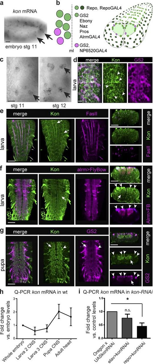 Figure 1. kon expression in the CNS. (a and c) kon mRNA distributed in lateral cells in the embryo, including the longitudinal glioblast (arrows), which divides into three to four progeny cells at stage 12 as it migrates into the CNS. (b) Larval abdominal VNC glia. Repo is in all glia except midline glia; the NG are GS2+ and comprise the alrmGAL4+ Pros+ and the NP6520GAL4 Pros− glia; NG in one hemisegment are represented on the left. ElavGAL4 drives expression in all neurons. ml, midline. (d) Anti-Kon colocalized with GS2 in glia (arrowheads) enwrapping the neuropil (horizontal view). (e–g) Anti-Kon in VNC, horizontal views on the left, transverse views on the right. (e) Early, Kon is distributed along FasII+ axonal fascicles (arrows). (f) Later, Kon colocalizes with alrmGAL4>UASFlyBow1.1 within (arrows) and around (arrows) the neuropil. (g) In pupae, Kon is prominent within the neuropil (arrows) and also colocalizes with GS2 in cell bodies wrapping the neuropil (arrowheads). (h and i) qRT-PCR. (h) Wild-type (wt) profile of kon transcript levels, in whole embryos, dissected CNS from larvae, pupae, and adult heads, all normalized to embryonic levels. n = 3 replicates per time point. Error bars indicate SD. (i) kon RNAi knockdown in all glia caused a significant reduction in kon transcript levels in wandering larva. n = 3 replicates per genotype. One-way ANOVA, P < 0.05; post hoc Sidak test, *, P < 0.05. n.s., not significant. For sample sizes and statistics details, see Table S1; >, GAL4/UAS. Bars: (a) 20 µm; (c and d) 10 µm; (e–g) 50 µm.