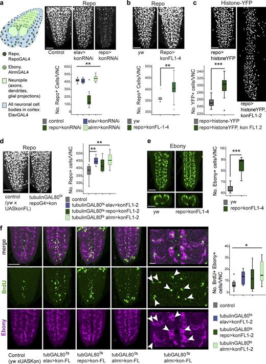 Figure 2. Kon promotes glial proliferation. (a–d) Automatic counting of Repo+ or YFP+ cells in vivo, throughout the abdominal CNS in 3D using DeadEasy Larval Glia software. (a) Drawing represents the larval VNC: neuronal somata (blue) occupy all nonglial space in cortex; glial nuclei within cortex shown in dark green. kon knockdown with RNAi in all glia (with repoGAL4) reduces Repo+ glial number. Kruskal–Wallis: **, P < 0.005. (b) Overexpression of kon in all glia increases Repo+ glial number. Mann–Whitney U test: **, P < 0.01. (c) Overexpression of kon in all glia increases YFP reporter glial number. Student’s t test: ***, P < 0.000. (d) Temporal restriction of kon overexpression to the larva only, in neurons, all glia, and only Pros+ alrmGAL4+ glia, increased Repo+ glial cell number. One-way ANOVA, post hoc Dunnett comparisons to control: **, P < 0.01. (e) Overexpression of kon in all glia increased Ebony+ NG cell number. Student’s t test: ***, P < 0.001. (f) The number of Ebony+ NG that incorporated the S-phase marker BrdU (arrowheads) increased when kon was overexpressed, particularly in Pros+ alrmGAL4+ NG. Welch’s ANOVA: *, P < 0.05. Sample types are larval VNCs, n = 6–24 per genotype. For details on sample sizes and statistics, see Table S1; > denotes GAL4/UAS. Bars: (a–e) 50 µm; (f) 10 µm.