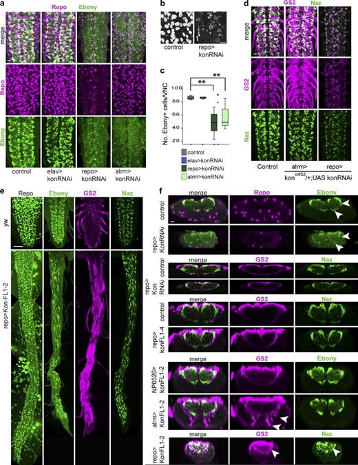 Figure 3. Kon influences glial marker expression and glial shape. (a–c and f) kon knockdown in glia with RNAi down-regulated Repo and Ebony (arrowheads in f) and decreased the number of Ebony+ NG. Notice perinuclear Repo in panel b. (c) Welch’s ANOVA: P = 0.000, post hoc Games–Howell comparisons to control: **, P < 0.05. (d) kon knockdown in glia with RNAi down-regulated GS2 and Naz. (e and f) Overexpression of kon using line UASkonFL1-2 elongated the VNC and up-regulated Ebony, GS2, and Naz. (f) kon overexpression with alrmGAL4 and repoGAL4 up-regulated GS2 and Naz within the neuropil and in the cortex (arrowheads), but with NP6520 had no effect. Horizontal views in a, b, d, and e; transverse views in f. Sample types are larval VNCs. (c) n = 8–9 per genotype. For further details, see Table S1. >, GAL4/UAS. Bars: (a, b, d, and f) 10 µm; (e) 50 µm.