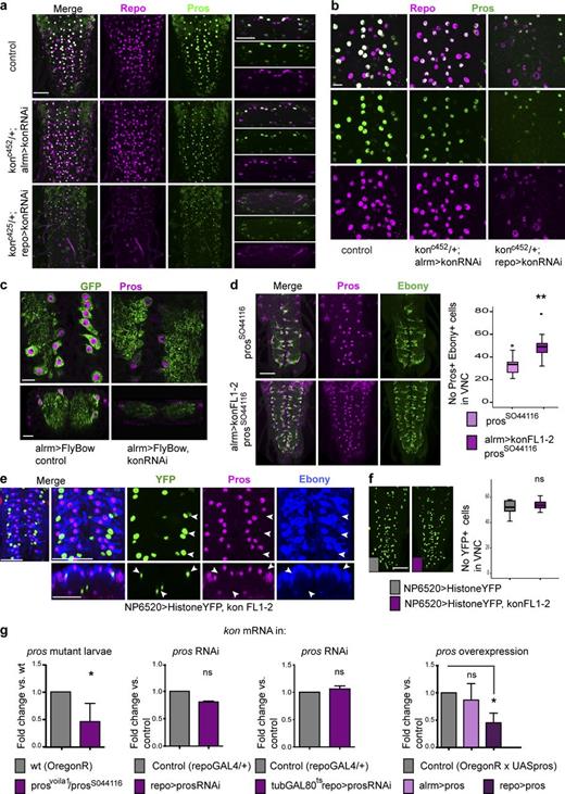 Figure 4. Kon is functionally related to Pros. (a and b) kon RNAi knockdown down-regulated Repo and Pros in NG. (a) Horizontal views on the left and transverse views on the right. (c) kon RNAi knockdown down-regulated Pros; glia visualized with Flybow. (d) Overexpression of kon rescued the hypomorphic prosS044116 homozygous mutant phenotype in Pros+ Ebony+ NG. Student’s t test: **, P < 0.005. (e and f) Overexpression of kon with NP6520 in Pros-negative glia did not affect Pros or Ebony (e, arrowheads) and did not induce proliferation (f). Student’s t test: ns, not significant. (g) qRT-PCR showing kon mRNA levels, which decreased in pros loss-of-function mutant larvae (Student’s t test: *, P < 0.05) but not with pros RNAi knockdown in glia throughout development, or restricted to a larval time window; Student’s t test: P = 0.111. kon expression decreased with the overexpression of pros in all glia. One-way ANOVA: *, P < 0.05. Sample types are larval VNCs. (d) n = 9–12; (f) n = 10–12; (g) qRT-PCR n = 20 per genotype per replicate and three replicates per genotype. For further details, see Table S1. >, GAL4/UAS. Bars: (a and d–f) 50 µm; (b and c) 10 µm.