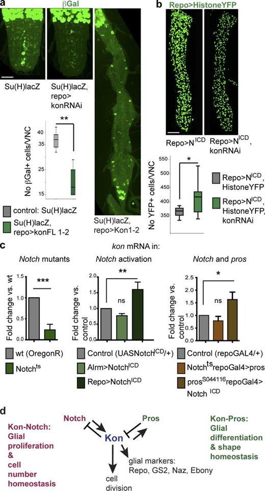 Figure 5. Kon is functionally related to Notch. (a) kon knockdown in glia did not affect Notch signaling, visualized with the Su(H)lacZ reporter. Overexpression of kon in glia caused a reduction in the number of abdominal anti-βGal+ cells in larvae. Student’s t test: **, P < 0.01. (b) kon knockdown in all glia enhanced the increase in glial cell number caused by the overexpression of activated NotchICD. Student’s t test: *, P < 0.05. (c) qRT-PCR revealing kon expression: kon expression decreased in Notchts mutant male hemizygous larvae (Student’s t test: ***, P < 0.001) and increased upon the overexpression of activated NotchICD in glia (one-way ANOVA, post hoc Dunnett comparison to control: **, P < 0.01); overexpression of activated NotchICD in glia in a prosS044116 mutant background increased kon expression; Student’s t test: **, P < 0.05. ns, not significant. (d) Diagram illustrating the functional genetic relationships between kon, Notch, and pros in development. (a and b) Sample types are larval VNCs; (a) n = 4, 6; (b) n = 13, 13. (c) Sample types are dissected CNS; n = 20 CNS per genotype per replicate, three replicates per genotype. For further details, see Table S1; >, GAL4/UAS. Bars, 50 µm.