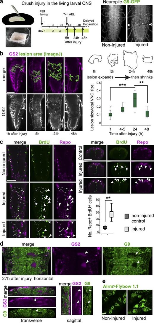 Figure 6. Crush injury in living larvae induces the glial regenerative response. (a) Illustration of crushing injury in living, undissected larvae carrying the G9-GFP CNS reporter. Arrowheads in image on the right indicate typical lesion. (b) Crush injury induces a typical progression of wound expansion followed by shrinkage. The lesions are indicated in green. One-way ANOVA, post hoc multiple comparisons Bonferroni test: ***, P < 0.001; **, P < 0.01. (c) Crush injury induced the incorporation of the S-phase marker BrdU into Repo+ NG cells (arrowheads). Mann–Whitney U test: **, P < 0.005. Horizontal views on the left, transverse views on the right. (d and e) Crush injury induced glial activation. (d) Neuropil holes were invaded by GS2+ glial processes (arrowheads). (e) NG enlarged and acquired thicker projections. (b and c) Sample types are larval VNCs; (b) n = 4–11; (c) n = 8 and 7. For further details, see Table S1; >, GAL4/UAS. Bars: (b and c) 50 µm; (d and e) 10 µm.