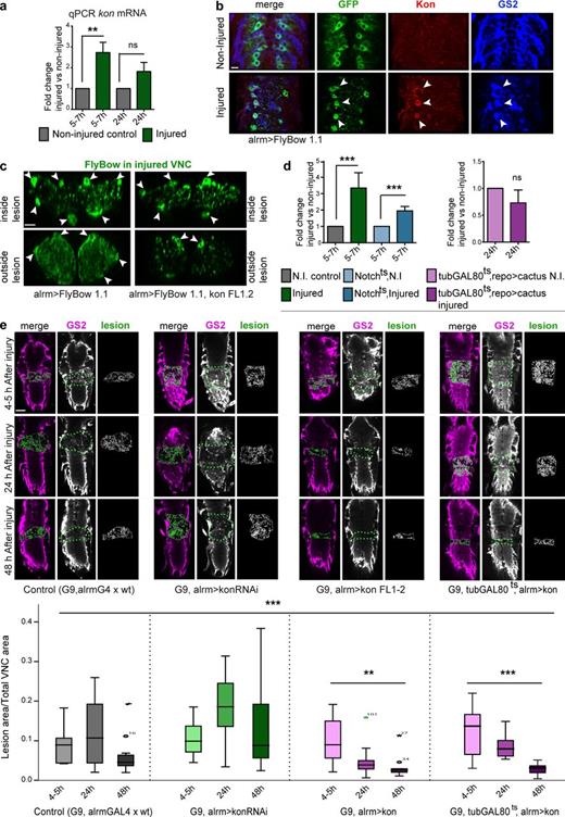 Figure 7. Kon is required in glia for CNS repair. All injured samples except in panels b and c have the G9 GFP reporter in their genotype. (a) Genotype: G9/+. qRT-PCR of larval dissected CNSs: crush injury caused the up-regulation of kon transcript levels at 5–7 h after injury, followed by a homeostatic decrease by 24 h. One-way ANOVA: *, P < 0.01; post hoc Sidak paired tests injured vs. noninjured: **, P < 0.01. ns, not significant. (b) Crush injury up-regulated Kon in alrmGAL4>mCD8GFP GS2+ NG (arrowheads). (c) Crush injury induced a change in cell shape, as the glial alrmGAL4>FlyBow1.1 fine projections became thicker within the lesion. Overexpression of kon with alrmGAL4 had the same effect. Arrowheads indicate NG nuclei and soma as landmarks. (d) qRT-PCR showing kon mRNA levels: upon injury, kon expression does not increase as much in Notchts; G9 mutants as in controls. N.I., not injured. One-way ANOVA: ***, P < 0.0001; post hoc Holm–Sidak, injured control vs. noninjured control: ***, P < 0.0001; Notchts; G9 injured vs. Notchts; G9 noninjured control: ***, P < 0.001. kon expression fails to increase upon injury in larvae overexpressing cactus in glia (G9; tubulinGAL80ts, repoGAL4>UAScactus), Student’s t test: P = 0.089. (e) Crush injury in control larvae caused lesion expansion followed by shrinkage. kon knockdown in alrmGAL4 NG prevented wound shrinkage; kon overexpression in alrmGAL4 NG prevented lesion expansion and enhanced lesion repair compared with controls; temporal restriction of kon overexpression to after injury (shifted to 30°C immediately after injury) still prevented wound expansion and promoted repair. Asterisks over dataset denote Kruskal–Wallis, ***, P < 0.001; in UASkonFL, multiple comparison Bonferroni correction, **, P < 0.01; *, P < 0.05. (a and d) Sample types are dissected CNS, n = 20 CNS per genotype per replicate, three replicates per genotype. (e) Sample types are larval VNCs, n = 8–20. For further details, see Table S1; >, GAL4/UAS. Bars: (b and c) 10 µm; (e) 50 µm.