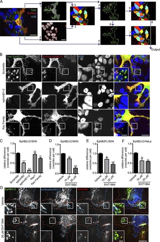 Figure 2. Rac is required for EphB2ΔC trans-endocytosis into ephrinB+ cells. (A) Selected images highlighting important steps in semiautomated CellProfiler analysis of EphB2ΔC trans-endocytosis into ephrinB+ cells. Image acquired from ephrinB+ SKN-H2B-RFP cells (responder, shown in blue) co-cultured with EphB2ΔC-GFP/Flag–positive HeLa cells (donor, total EphB2 shown in green). Cells fixed without permeabilization and surface EphB2 labeled with anti-Flag immunostaining (surface EphB2, shown in red). (1) Identification of donor cell in GFP channel, and (2) identification of responder SKN nuclei in RFP channel. (3) SKN cells of interest (colored cells) determined by predicting cell size (50-pixel expansion from SKN nuclei) and restricting to the vicinity (<50 pixels) of the donor cell (green outline). (4) Identification of total vesicles (yellow outline) in total EphB2 channel restricted to SKN cells of interest. (5) Vesicle numbers allocated to individual SKN cell. (6) Identification of surface clusters (red outlines) from surface EphB2 channel restricted to area of total vesicles identified. (7) Surface clusters allocated to individual SKN cell. (8) Number of internalized vesicles per SKN cell (Output) determined by subtracting surface cluster number from total vesicle data. Bars, 20 µm. (B) Representative images showing the effect of Rac1 subfamily depletion on EphB2ΔC trans-endocytosis into ephrinB+ SKN cells. SKN cells were treated with siRNA for 72 h before 80 min co-culture with EphB2ΔC-GFP/Flag–positive cells. Cells were fixed without permeabilization and probed against Flag (surface EphB2ΔC, shown in red or yellow in merge). Internalized vesicles appear as green puncta (total EphB2ΔC signal) within the vicinity of the SKN nuclei (H2B channel, shown in blue). Top row, scramble siRNA (negative control); middle row, ephrinB1 and B2 siRNA (positive control); bottom row, Rac1 subfamily siRNA. Image shown as maximum projection. Bars: 20 µm; (inset) 5 µm. (C) Quantification of B. Acquired images were analyzed using CellProfiler. Results shown as mean ± SE (n = 8 independent experiments, >125 responder cells per condition per experiment, vesicle numbers per cell for the indicated siRNAs were normalized to median scramble value per experiment); ns, not significant; *, P < 0.05; **, P < 0.01; ***, P < 0.001, repeated measures one-way ANOVA with Dunnett’s post hoc test. (D) Quantification showing the effect of Rac inhibitor EHT1864 versus vehicle control on EphB2ΔC trans-endocytosis into ephrinB+ SKN cells. Results shown as mean ± SE (n = 4 independent experiments, >130 responder cells per condition per experiment); statistics are as described in C. Example images shown in Fig. S2 I. (E) Quantification of the effect of Rac inhibitor EHT1864 versus vehicle control on trans-endocytosis of full-length EphB2 into ephrinB+ SKN cells. Results shown as mean ± SE (n = 7 independent experiments, >40 responder cells per condition per experiment); statistics are as described in C. Example images are shown in Fig. S2 J. Quantification (F) and representative images (G) showing the effect of Rac inhibitor EHT1864 versus vehicle control on EphB2ΔC trans-endocytosis into ephrinB1+ HeLa responder cells. HeLa cells (red outline) overexpressing ephrinB1-mCherry (red puncta where in contact with EphB2, yellow in the merge) were treated for 4 h with either vehicle or EHT1864 at indicated concentrations. Donor cells (blue outline) expressing EphB2ΔC-GFP/Flag (shown in green) were co-cultured with responder cells for 80 min, fixed without permeabilization, and immunostained against Flag (surface EphB2ΔC, shown in blue). Cells were manually scored for internal vesicles. Results shown as mean ± SE (n = 4 independent experiments, 18–61 responder cells per condition per experiment); statistics are as described in C. Bars: 20 µm; (inset) 5 µm.
